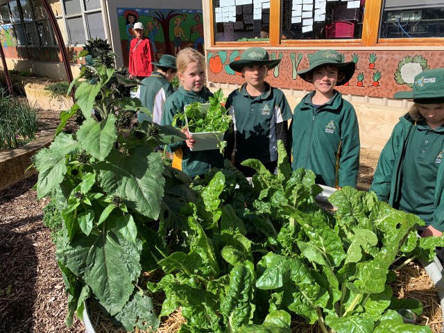 Kitchen Garden Report - T5 13